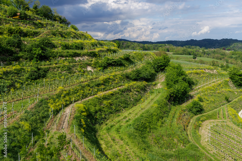 Obraz premium Weinberge bei Ihringen, Kaiserstuhl