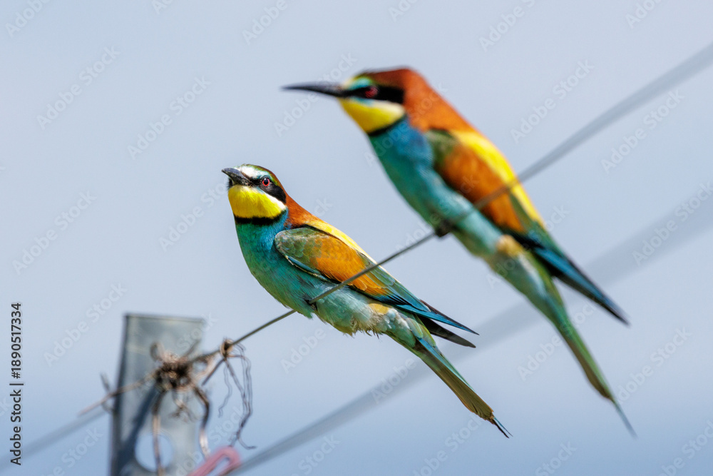 Obraz premium Bienenfresser (Merops apiaster)