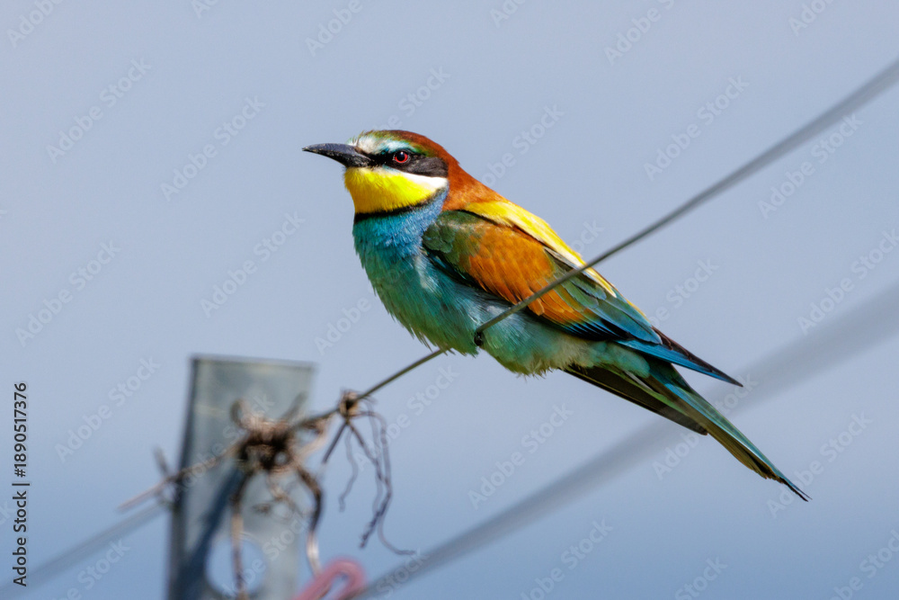 Obraz premium Bienenfresser (Merops apiaster)