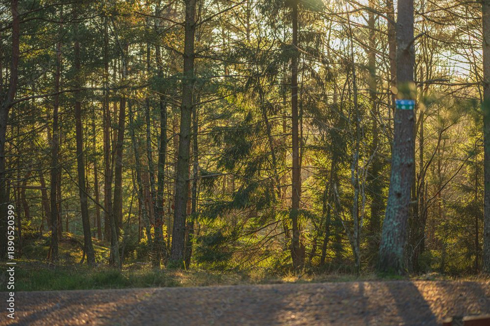 Fototapeta premium Sunlit pine forest with gravel road in evening light.