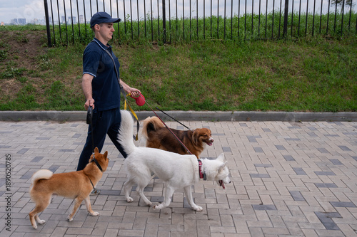 Photography A man walks three different dogs.