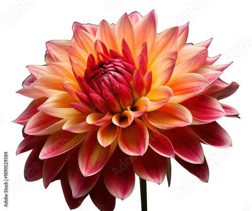 PNG Flower blooming and stalk dahlia vibrant details.