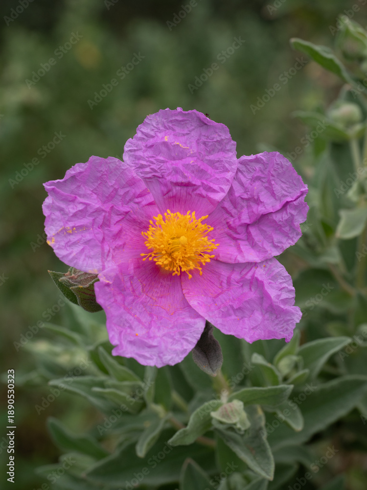 Obraz premium Pink rockrose cistus creticus blooming with yellow center