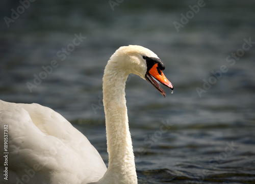 swan on the lake