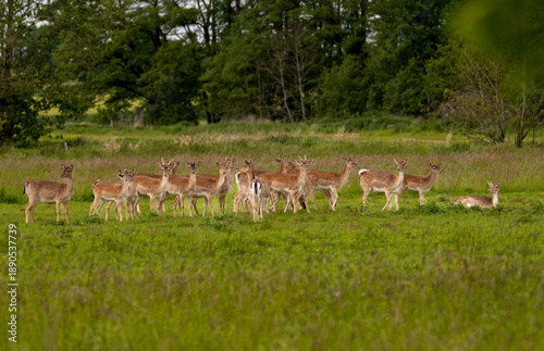 herd of deer