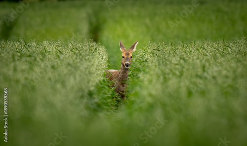 deer in the grass