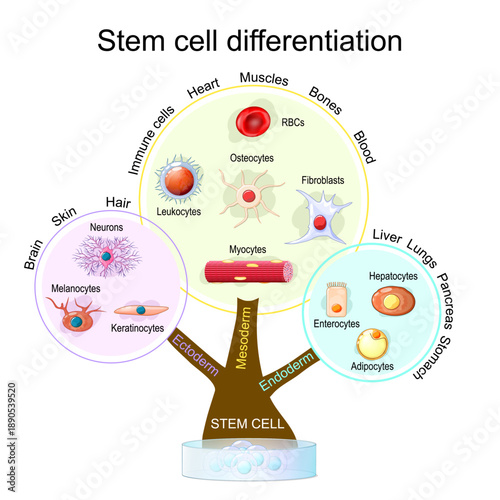 Stem cell differentiation. Regenerative medicine. Directed development of Endoderm, Ectoderm, Mesoderm.