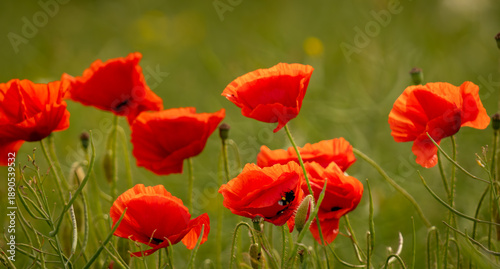 field of red poppies