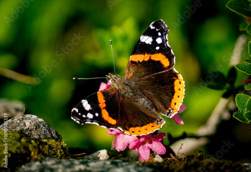 butterfly on a flower