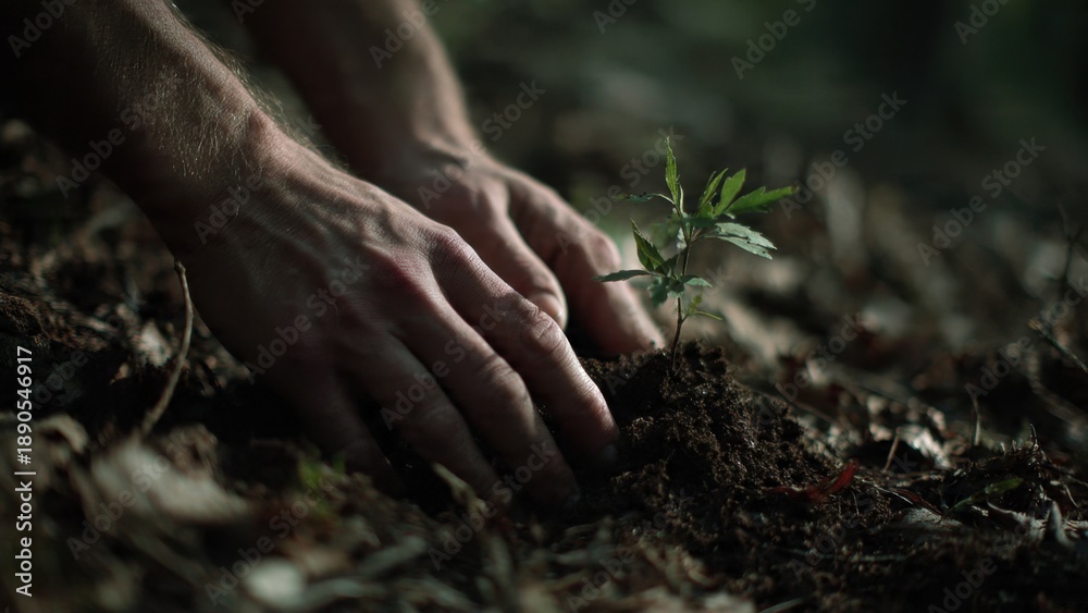 Fototapeta premium Planting a Tree Sapling in the Forest