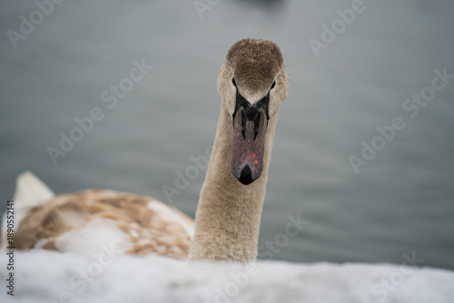 winter nature around Lake Most