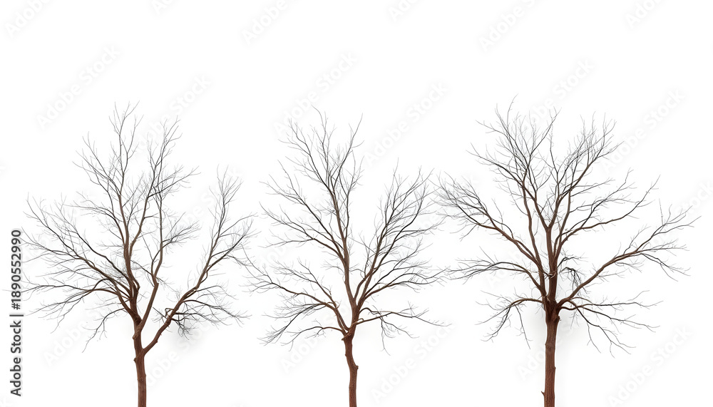 Fototapeta premium Three bare trees with brown branches on a white background. Generative AI.