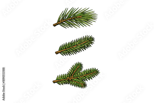 Different types of pine branches arranged in a vertical line against a plain white background showing fine details of the needles and stems