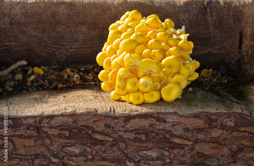 Yellow Oyster Mushroom cluster in a wooden box at a Local Outdoor Market; copy space