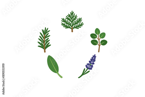 Different types of herbs arranged in a circular pattern with green and purple colors on a plain background showing each herb's unique shape and form