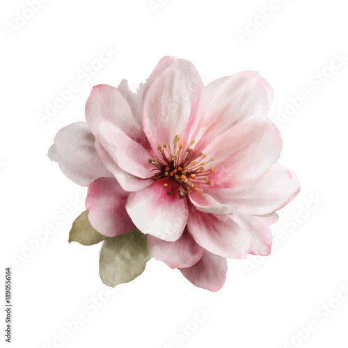 Pink magnolia flower head isolated vector illustration