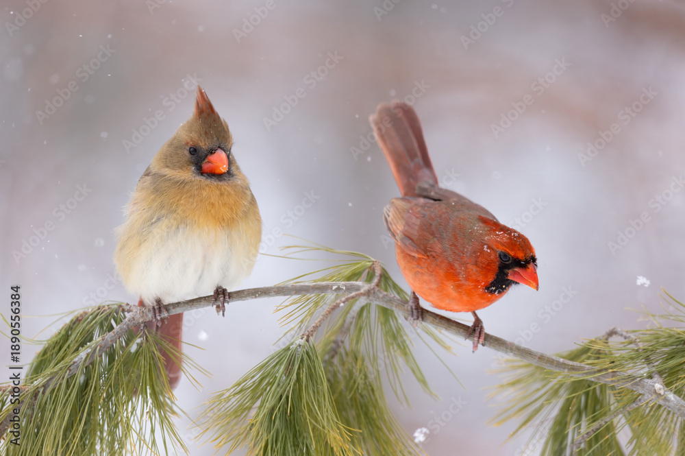 Naklejka premium male and female cardinals on evergreen branch in snow
