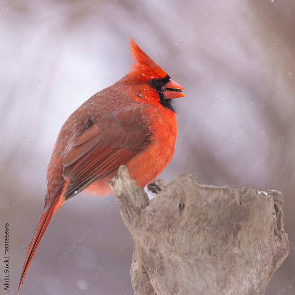 Obraz premium red cardinal on perch in snow