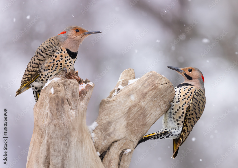 Fototapeta premium male and female flicker on perch in snow
