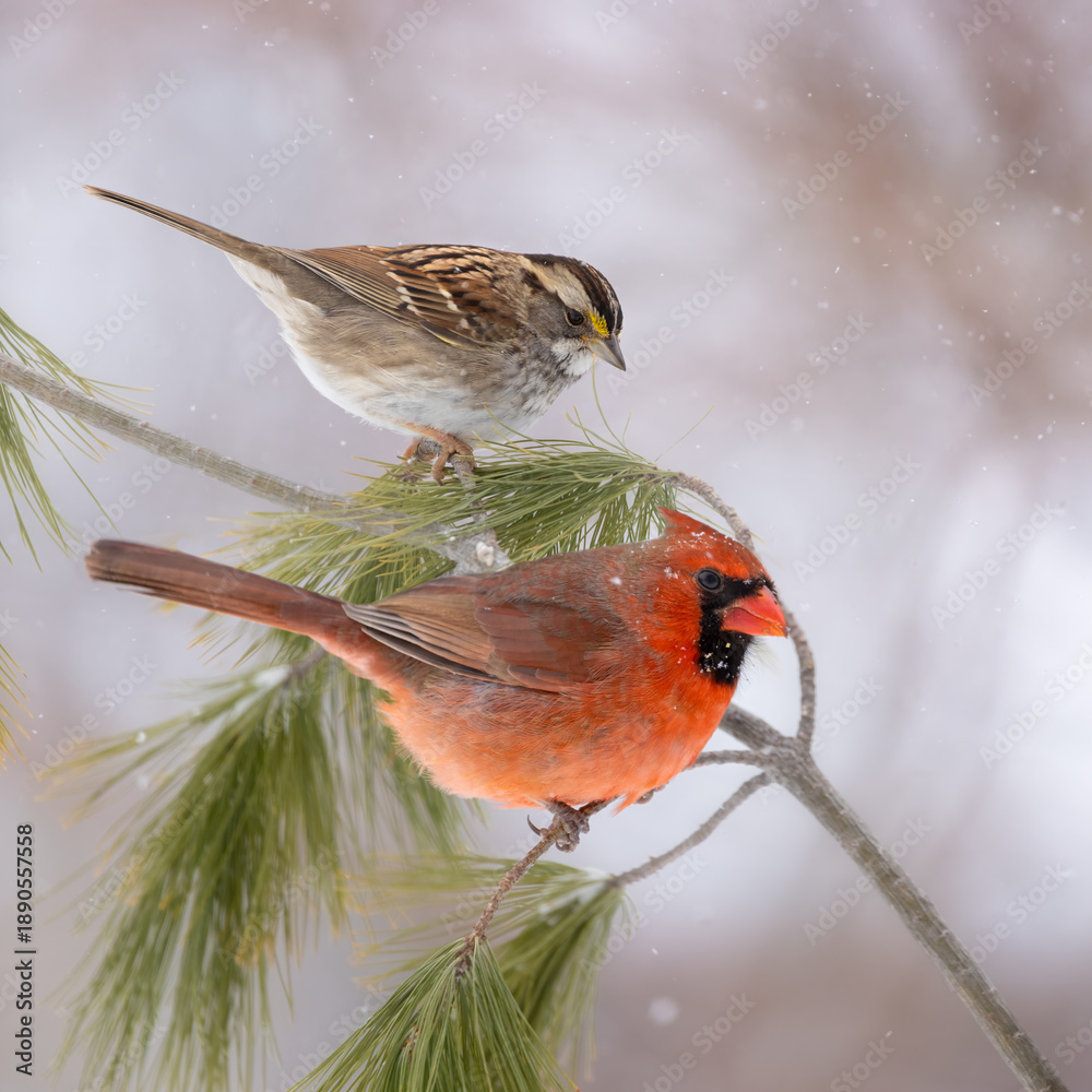 Fototapeta premium Cardinal and sparrow on evergreen branch in snow