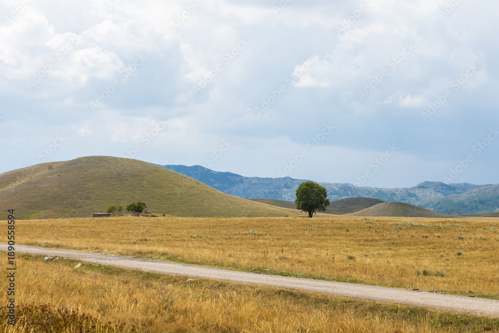 Fototapeta premium Durmitor National Park view, Montenegro. A lone tree stands in a golden field