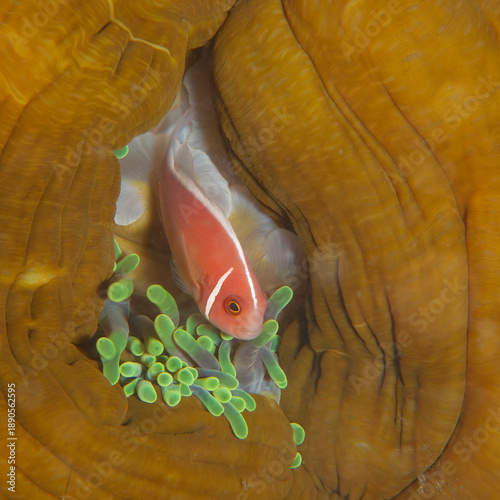 Pink anemonefish nestled among vibrant sea anemone tentacles in Lembeh, Indonesia
