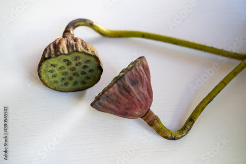 Close-up of dried lotus seed pods on a white surface. Natural botanical texture with organic shapes and earthy tones, minimal composition with copy space