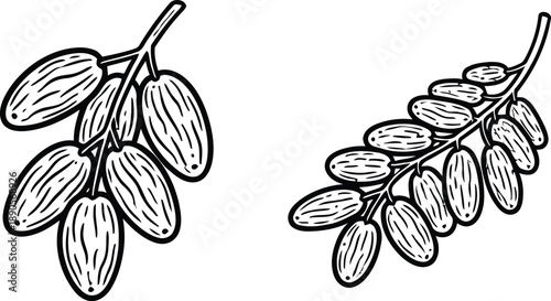 Illustration of almond branches Vector
