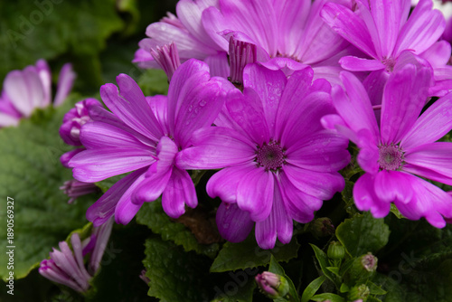 Fotografia Spring Concept, Violet Cineraria in Full Bloom