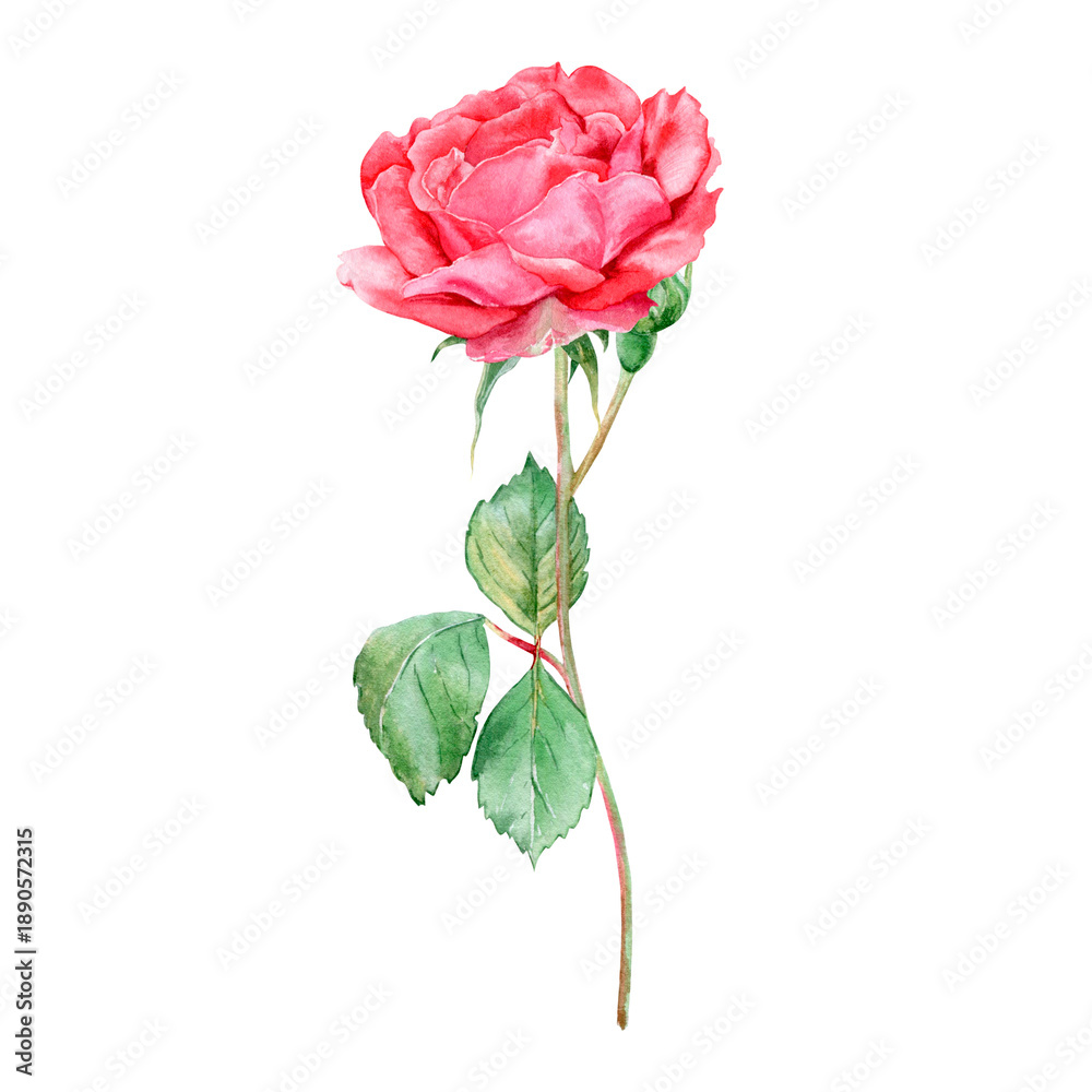 custom made wallpaper toronto digitalA beautiful hand-drawn watercolor rose illustration isolated on a white background. Suitable for card design, invitations, printables, and Valentine's Day.