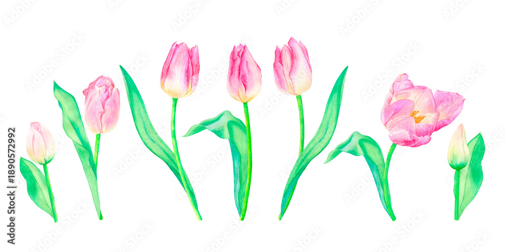 custom made wallpaper toronto digitalSet of pink tulips, buds and leaves, watercolor illustration, hand drawn, isolated on a white background. Suitable for design, print, postcard design.