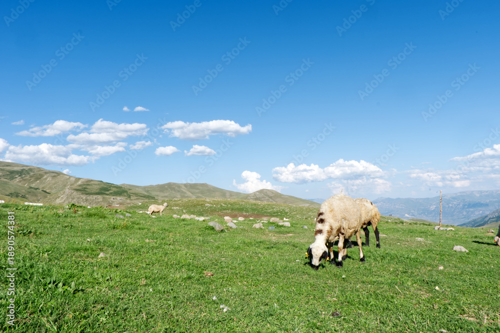 Fototapeta premium Grazing Sheep in the High Plateaus of Ispir, Erzurum. A wide shot of sheep grazing on a vibrant green meadow under a bright blue sky with fluffy clouds in the Turkish highlands during summer 