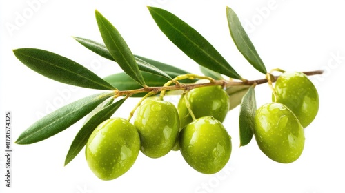 Wallpaper Mural A branch of plump green olives hangs gracefully surrounded by vibrant green leaves. The fresh produce glistens in a bright environment highlighting its natural beauty. Torontodigital.ca