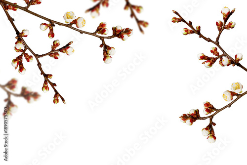 Natural spring border with blooming tree branches and soft white flowers isolated on white background. Fresh blossoms and buds symbolize nature awakening, renewal and new beginnings.