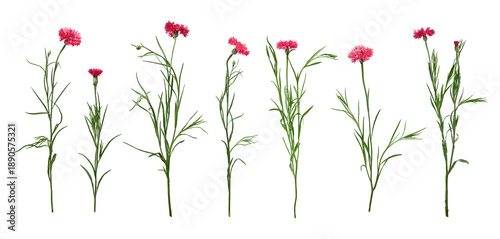 Photos Set of pink cornflowers isolated on white background