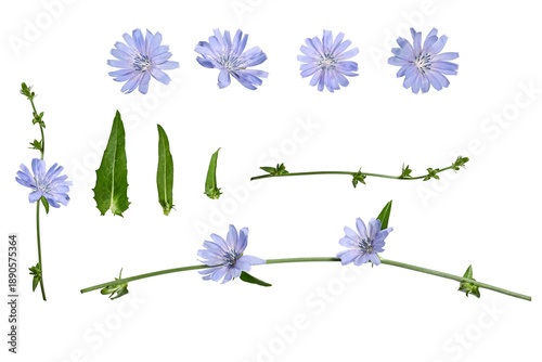 Photography Set of chicory plant elements isolated on white background