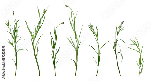 Cornflower Centaurea cyanus stems with unopened buds isolated on white. Botanical collection of wild meadow plant elements.