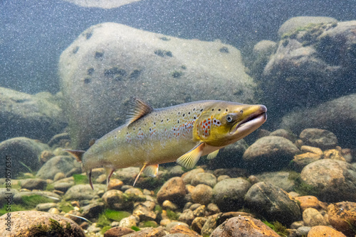 Wild salmon in the Laerdalselvi river passing by the Salmon museum in Laerdalsoyri