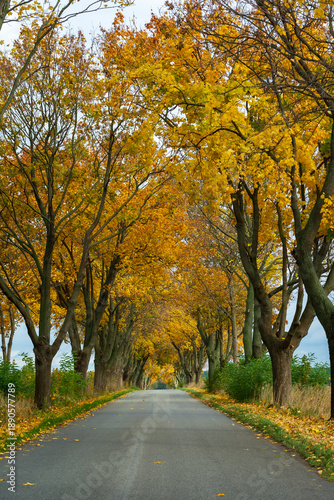 Scenic autumn road through tree-lined avenue