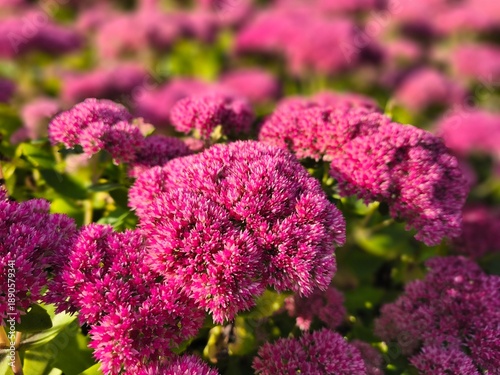 Photos A bright close-up of Sedum telephium blossoms glowing in sunlight