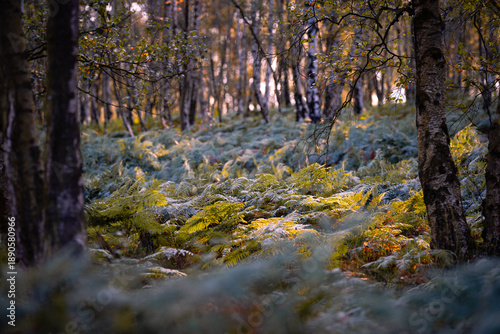 Foto Farnreicher Wald im warmen Herbstlicht – Ruhige Naturstimmung im Laubwald