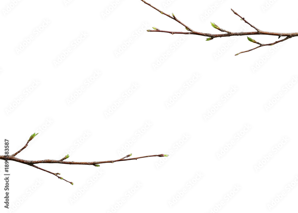 Fototapeta premium PNG Minimalist branches with budding leaves.