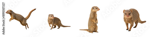 Foto Set of Mongoose Full Body Poses in Various Angles, African Wildlife Animal Colle