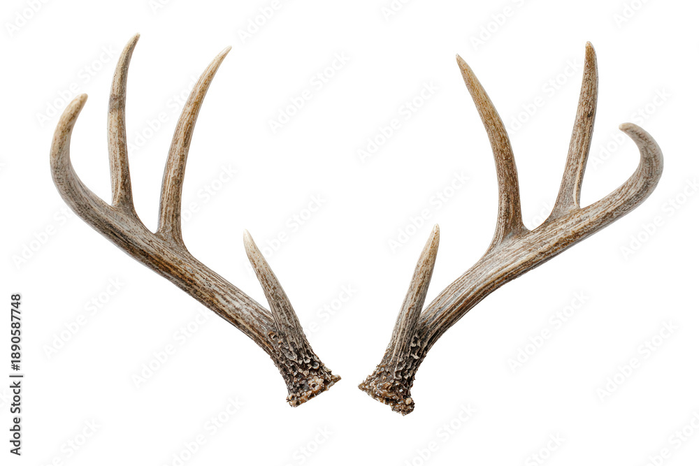 Fototapeta premium A pair of deer antlers with symmetrical branching tines, realistic bone texture, and subtle natural highlights, isolated on transparent background