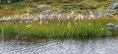 Photos Arctic cotton grass a