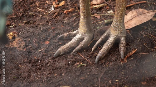Southern Cassowary (Casuarius casuarius) killer claws, a large flightless bird from the rainforests of Australia. Worlds most dangerous bird. Slow motion, 25 percent natural speed.