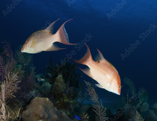 Two Hogfish swimming in opposite directions