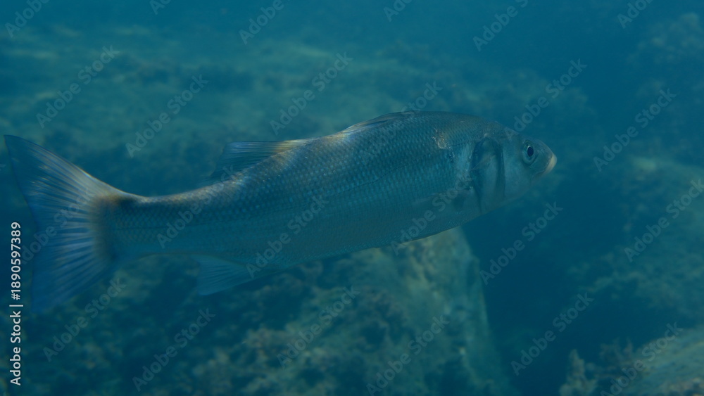 Fototapeta premium European seabass or sea bass (Dicentrarchus labrax) undersea, Ligurian Sea, Italy, Imperia