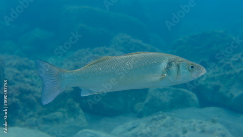 European seabass or sea bass (Dicentrarchus labrax) undersea, Ligurian Sea, Italy, Imperia