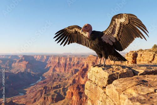 California condor spreading wings on a rocky ledge